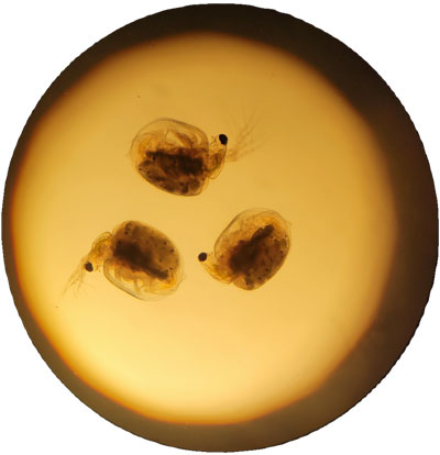 image of c dubia